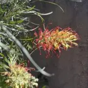 やすごにあ