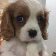 ココペリ