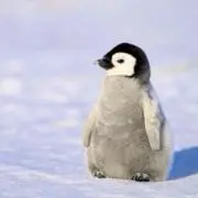 グミの画像