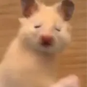 66