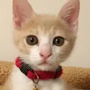 ゆり