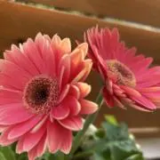 みちコーポ⭐︎断捨離中⭐︎の画像