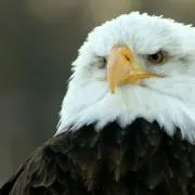 わしこ