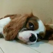 ボブの画像