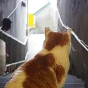 あっこの画像