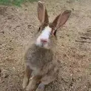 エムカルゴの画像