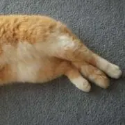 ちょこばななの画像