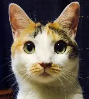 モカママの画像