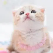 lucky7の画像