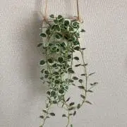trmnの画像