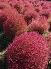 waiwai☆プロフ必読の画像