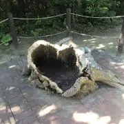 チル