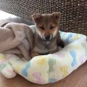4ままの画像