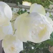 ゆうみ