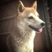 kirara✳︎の画像