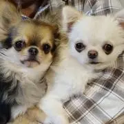 ひめの画像