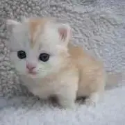 ♡プロフお読み下さい♡〜りんご*.。★の画像