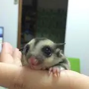 モカマキの画像