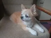 ほーちゃんの画像