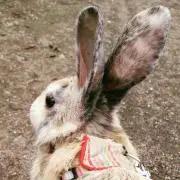 ちょこ