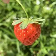 ぴまこ