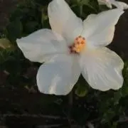 プルメリアの画像