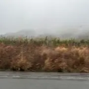 ありすの画像