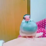 はなの画像