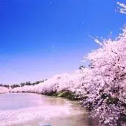 Sayukiの画像