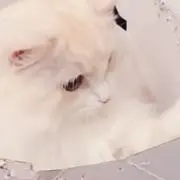 ‪‪‪‪❤︎‬