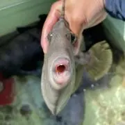 カワハギタンカー１等機関士