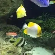 くぅの画像