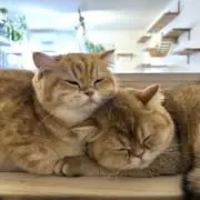 バディドッグBUDDY DOG フィギュアインディーズソフビ犬