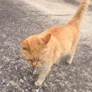 牧