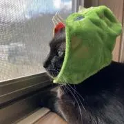 たんたん