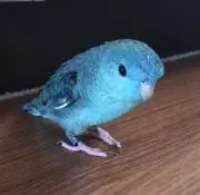ルサンティ満
