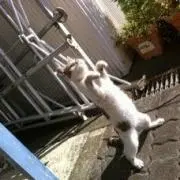 みるくの画像