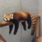 レッサーパンダの画像