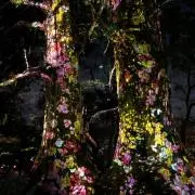 ☆の画像