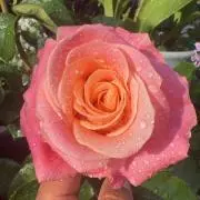 そらの画像