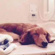 ぺいの画像