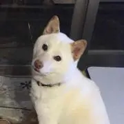 まゆの画像