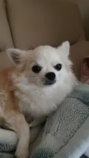 たけちゃんまんの画像