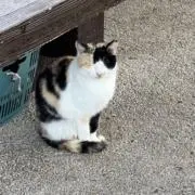 棚町葵