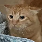 ゆひかの画像
