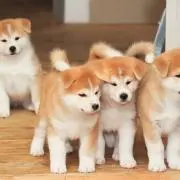 あやね