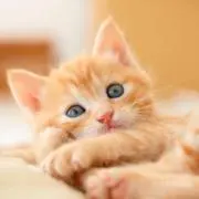 ねねの画像