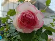 サクララの画像