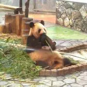 琥珀ママ＊