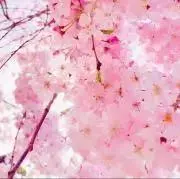 ももの画像